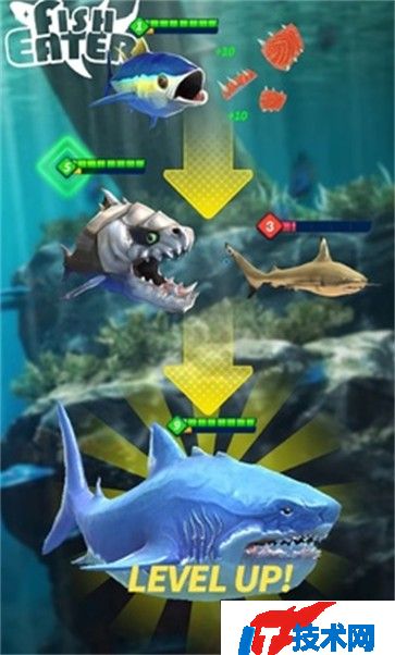 鲨鲨进化论